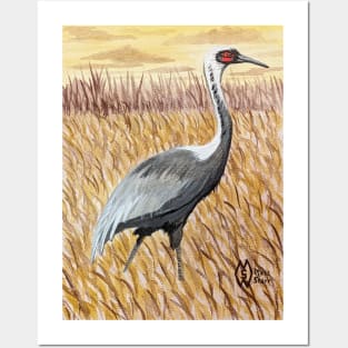 White-naped crane in the marsh at sunrise Posters and Art